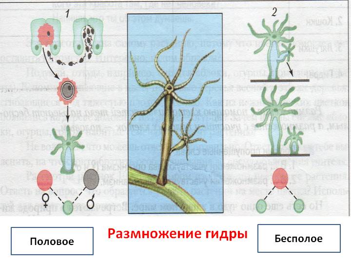 Кракен телегрф